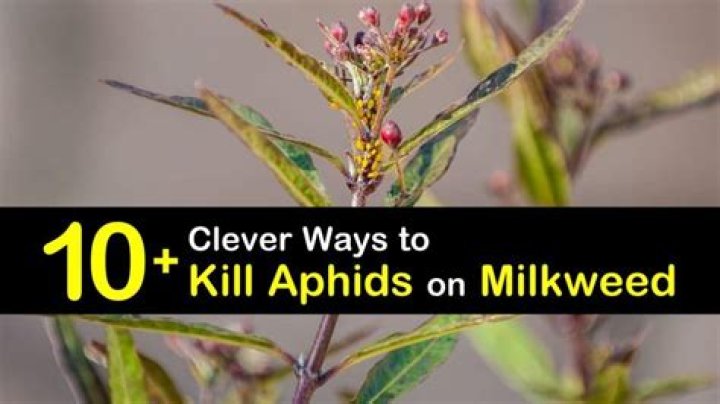 10 Clever Ways to Kill Bed Bugs Fast