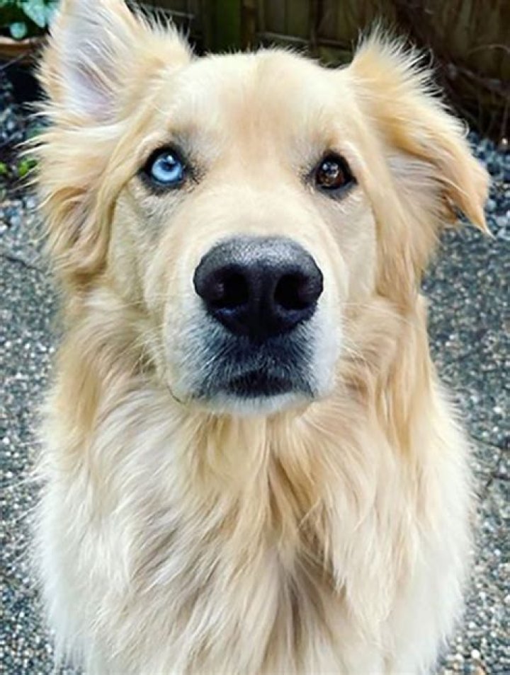 10 Golden Retriever Mixes You Need to See to Believe Daily Paws
