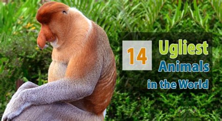 13 of the Ugliest Animals on the