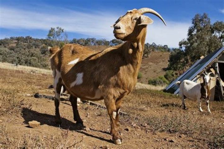 15 Fascinating Facts About Goats