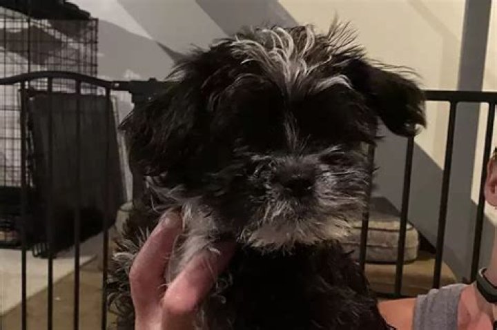 21 Adoptable Cincinnati Animals Who Are Looking for New Families to