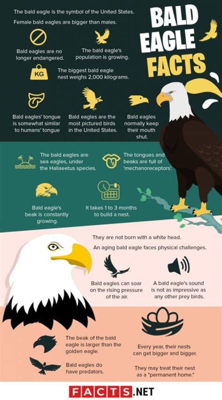 50 Majestic Bald Eagle Facts That Soar High In The Sky