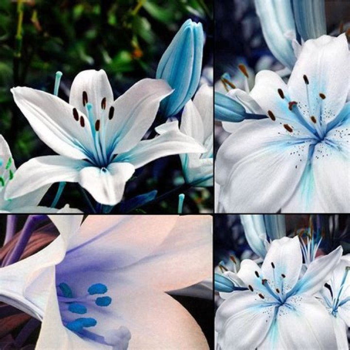 50pcs Blue Rare Lily Bulbs Seeds Planting Flower Lilium Perfume Garden