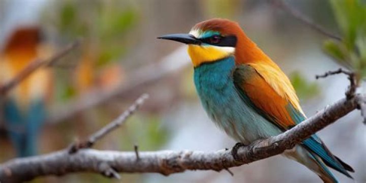 About Bird