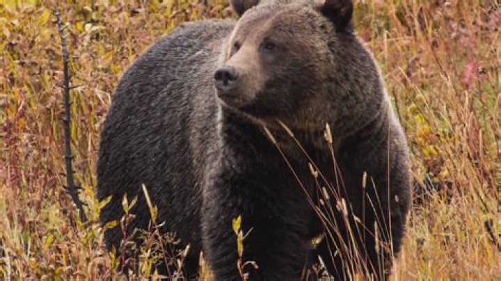 About Project Grizzly Animal Project Grizzly Animal