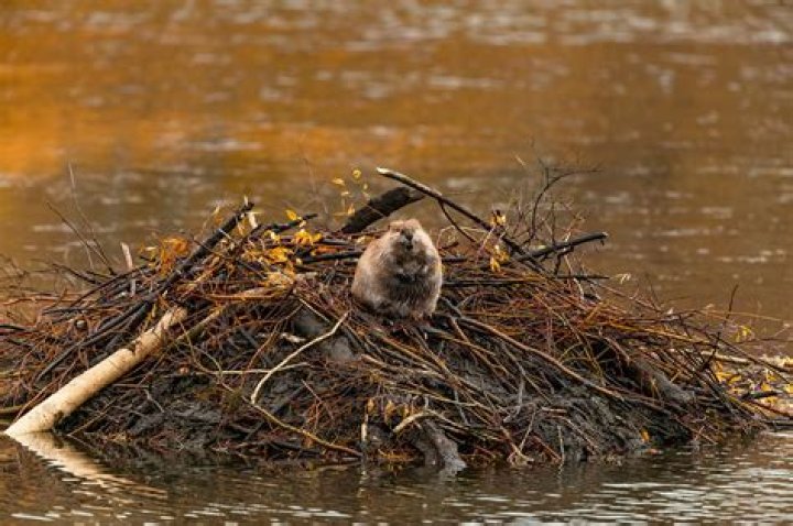 American Beaver The Dam Builders