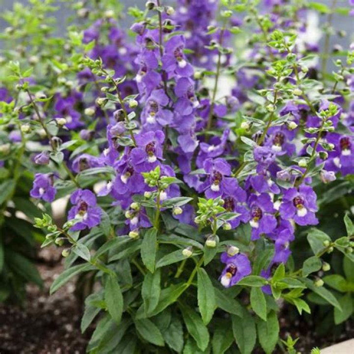 Angelonia Archangel Berns Garden Center & Landscaping Ohio