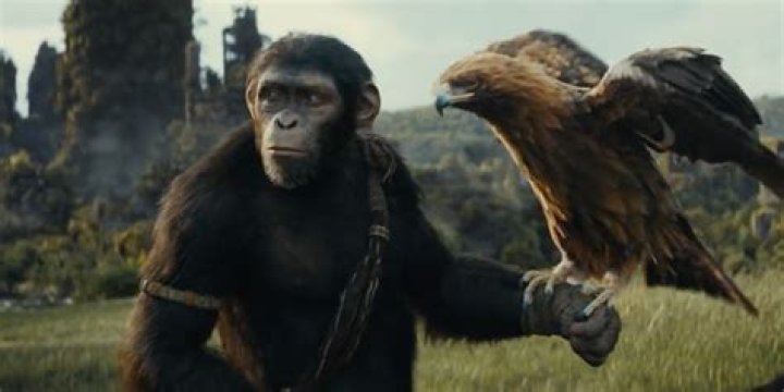 Archives Of The Apes James Daly