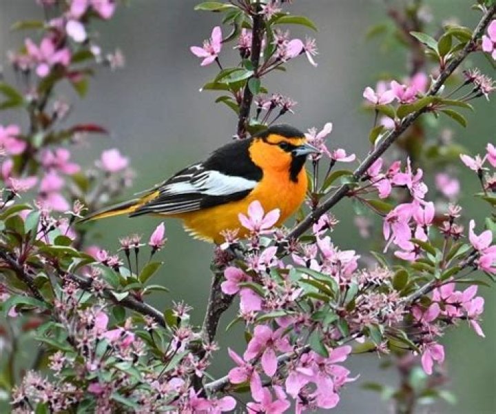 Baltimore Oriole Birds and Blooms