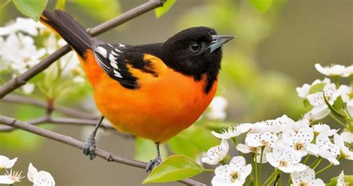 Baltimore Orioles The Most Important Players in the 2020 Short Season