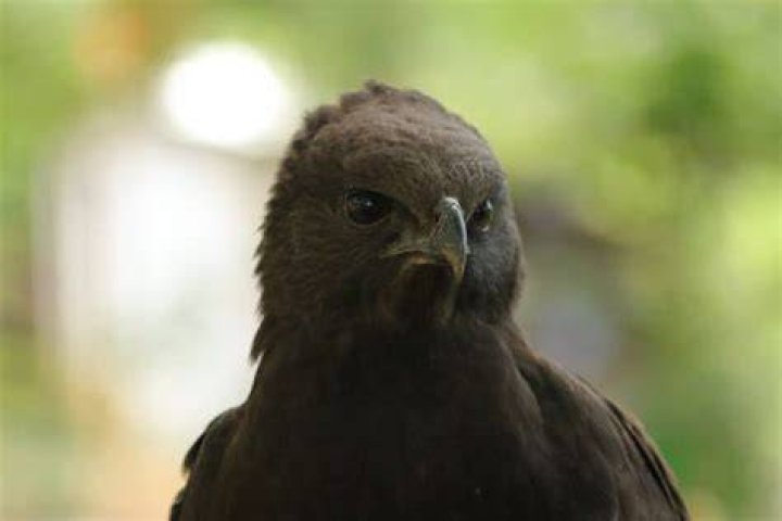 Black Eagle (Ictinaetus malayensis) is a bird of prey. Like all eagles
