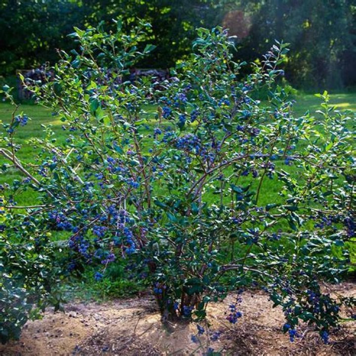 Blueberry Inside Here is a picture of the inside of a blue… Flickr