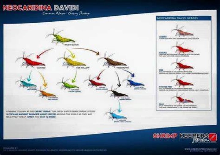 Breeding Neocaridina Shrimp Breeding Mania