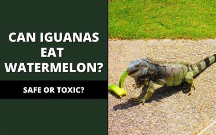 Can Iguanas Eat Watermelon? (Shocking Truth!) Reptile Maniac