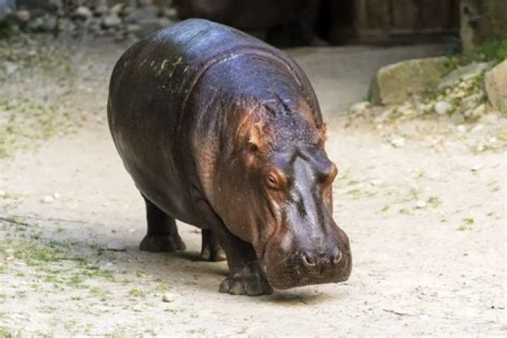 Can You Outrun A Hippo? Mastery Wiki