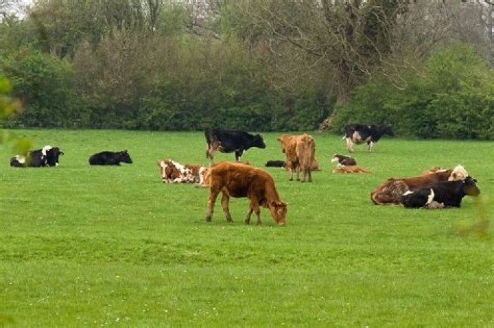 Cattle Free Stock Photo Public Domain Pictures