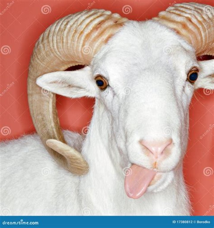 Cheeky Ram Stock Photo 17380812