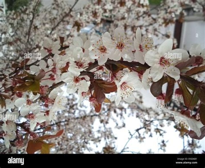 Cherry Seaborn KailashPatience