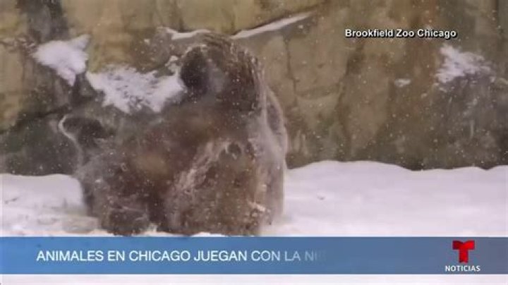 Chicago P.D. Malas noticias para el actor Jon Seda y su carrera