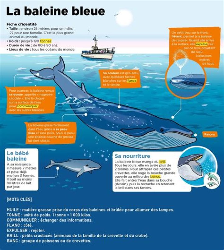 confortable baleine bleue &eacute;peron large family table Affirmer jeter de