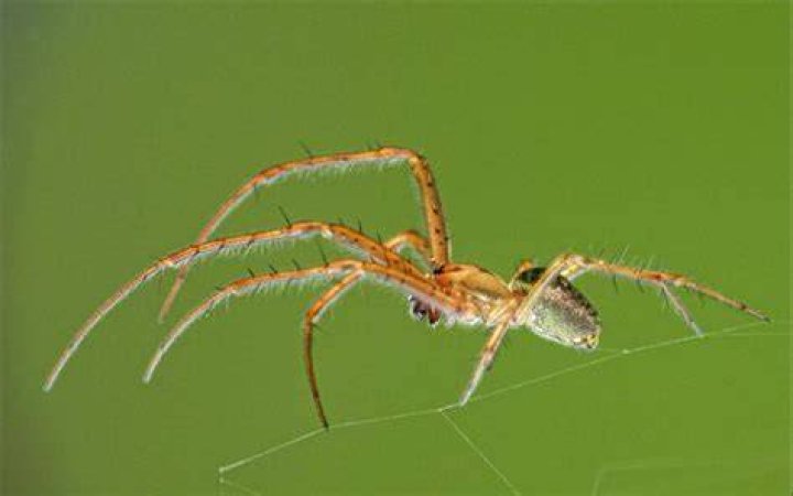 Curious Kids why do spiders need so many eyes but we only need two?
