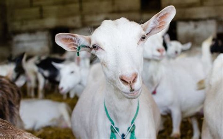 Dairy Goat Academy offers additional opportunities with virtual format