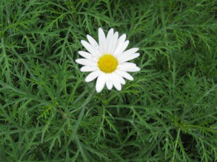 Daisy Free Stock Photo Public Domain Pictures