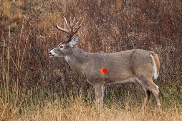 Deer Reactions After the Shot &mdash; What Do They Mean? Petersen's Bowhunting