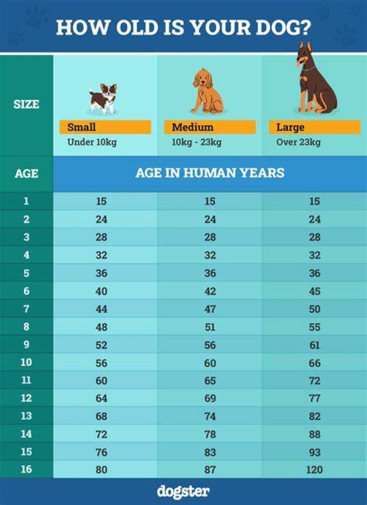 DigitoSIM Age How old is DigitoSIM?