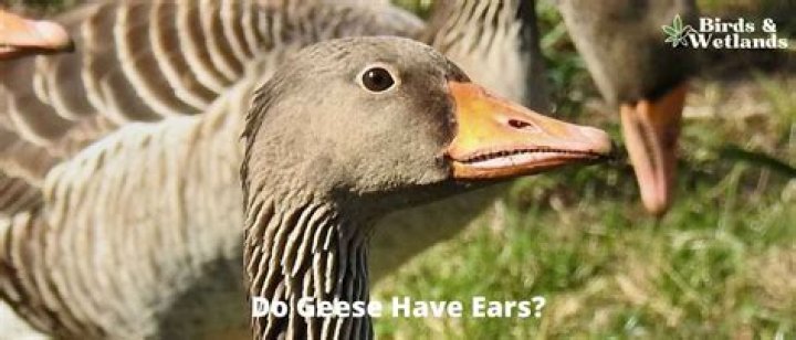 Do Ducks Have Ears? How Do They Hear? Pet Keen