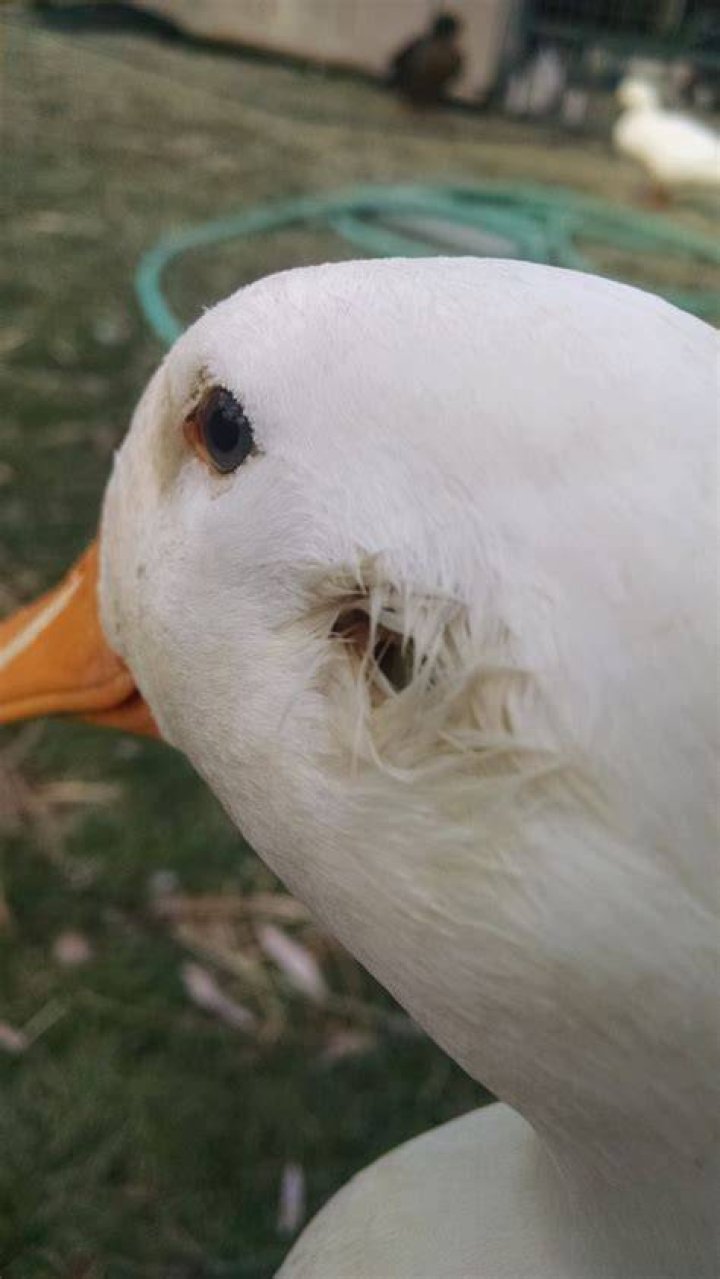 duck bleeding out of ear BackYard Chickens Learn How to Raise Chickens