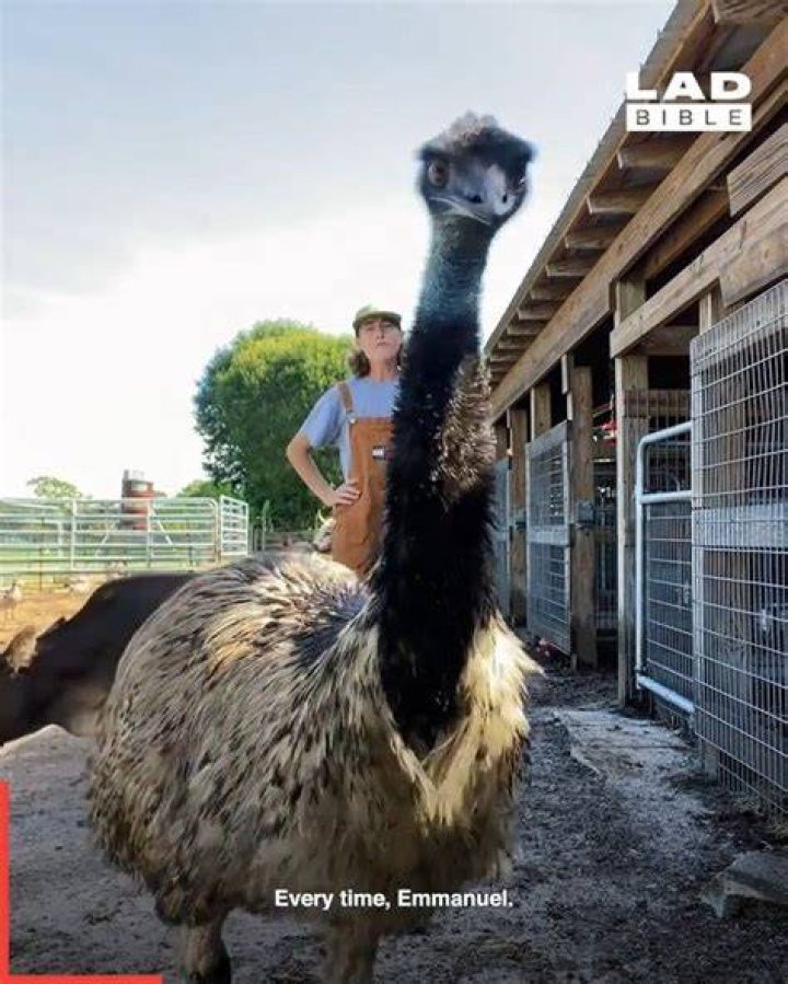 Emmanuel The Emu Didn&rsquo;t Actually Have Bird Flu