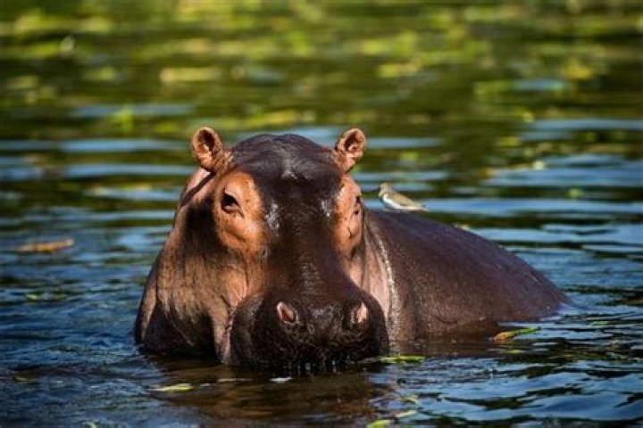 Facts about hippos Live Science