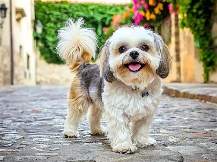 Faye Maltese puppy for sale near Akron / Canton, Ohio. db8ba93ca171