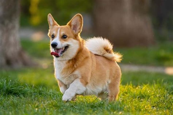 FileMad dog.jpg Wikimedia Commons