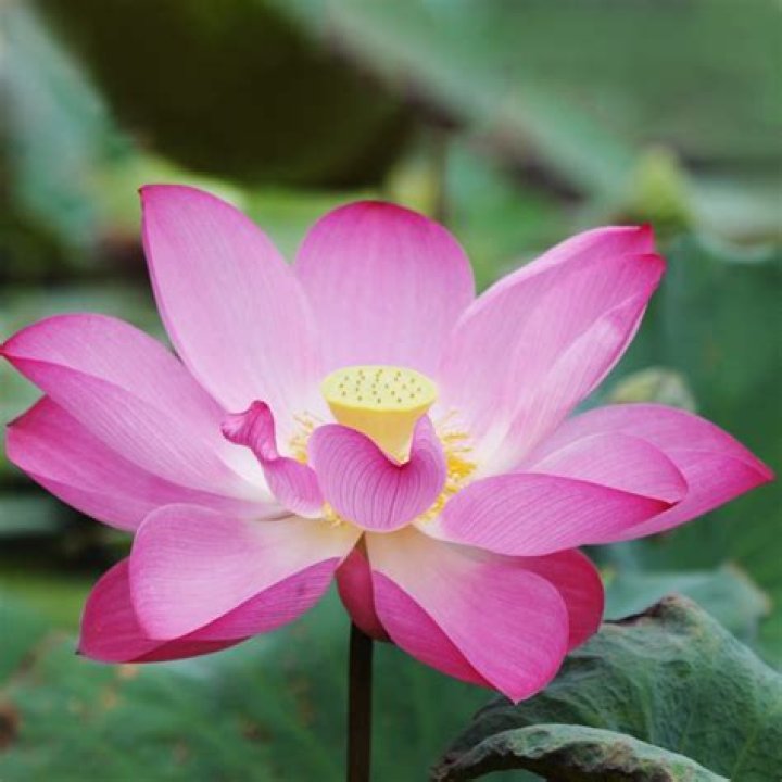 FileSacred lotus Nelumbo nucifera.jpg Wikimedia Commons