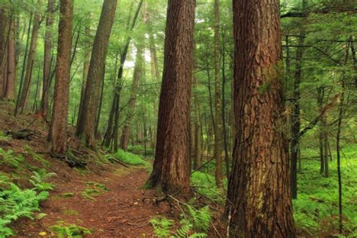 Forrest H. Dutlinger Natural Area (Revisit) (5) Oldgrowth&hellip; Flickr