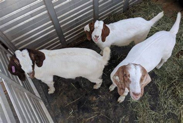 Goats Farm Animals Farm Sanctuary