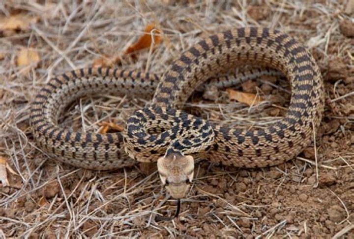 Gopher Snake