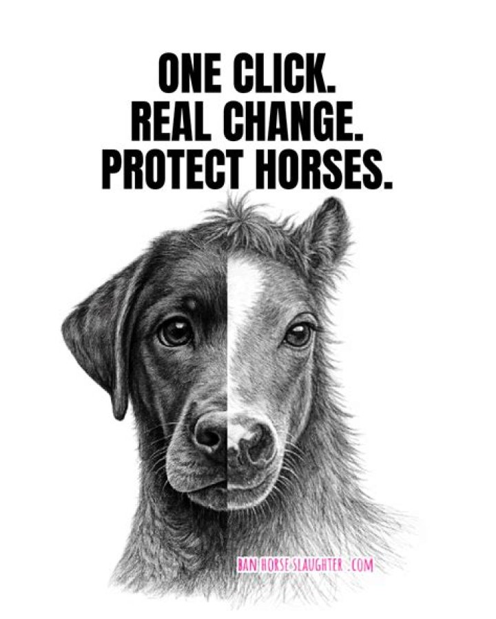 How to Protect a Horse's Eyes (Deleted Scene) Dr. Oakley, Yukon Vet