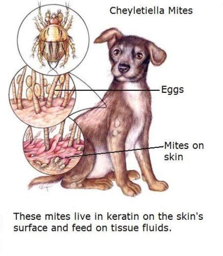How to Treat Cheyletiella in Dogs