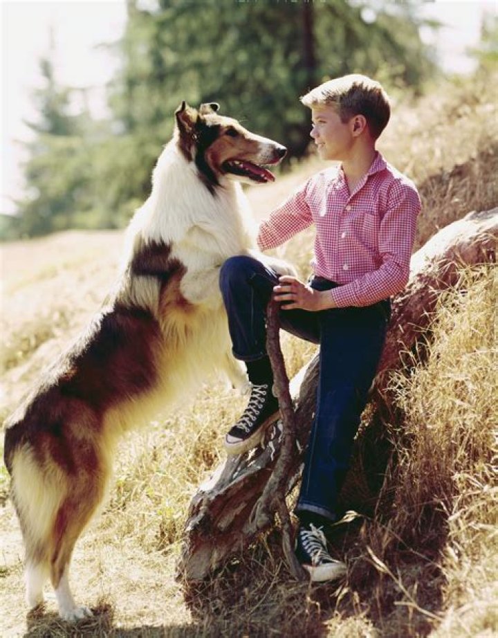 Jon Provost AKA Timmy from 'Lassie' Worked a Normal Job, Married Twice