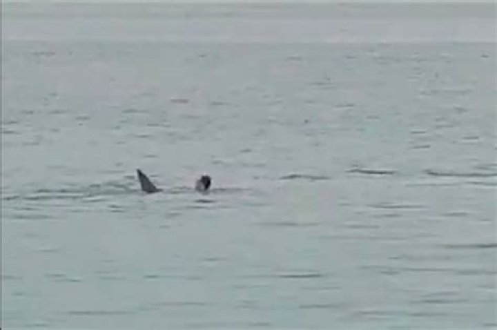 Killer shark circles man and eats him alive before it's beaten to death