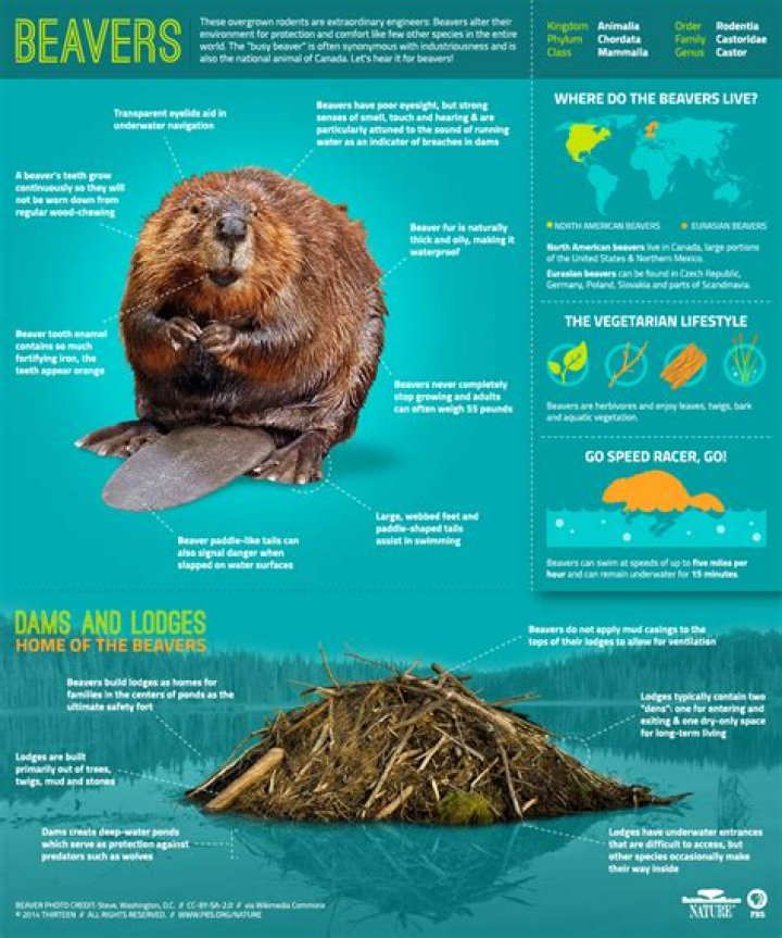 Leave It to Beavers Infographic Beavers 101 Nature PBS