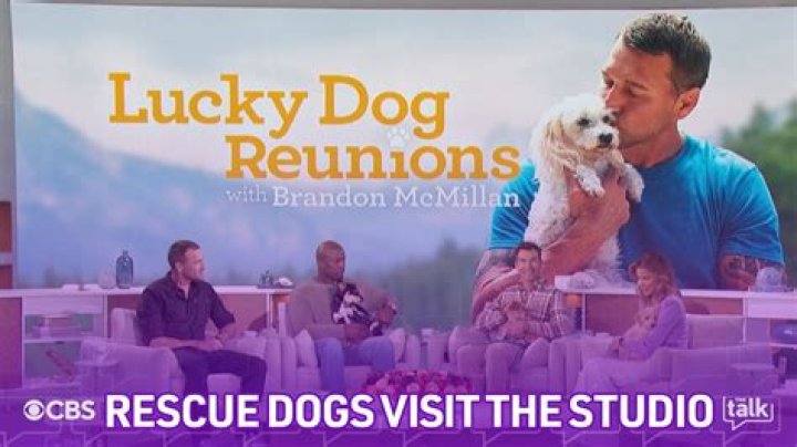 Lucky Dog with Brandon McMillan The Emmys