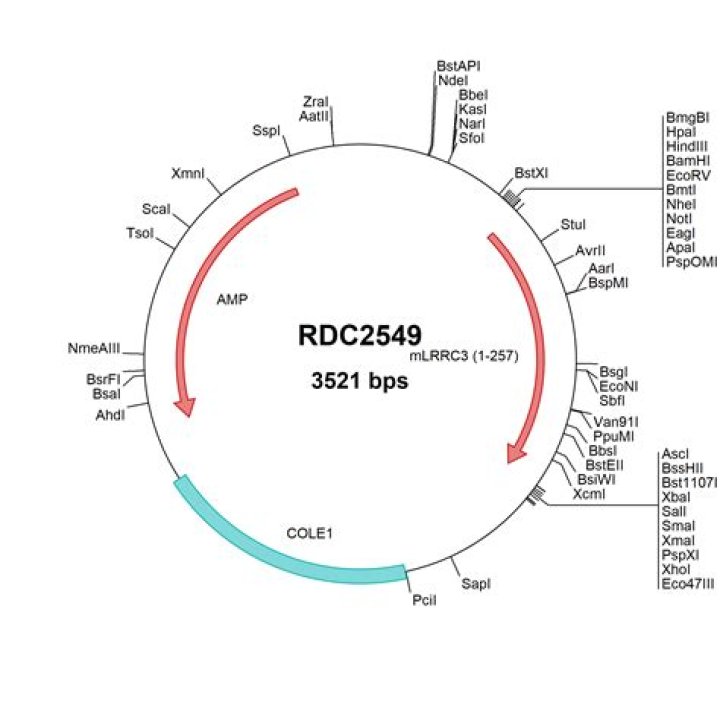 Mouse LRRC3 (NP_660134) VersaClone cDNA