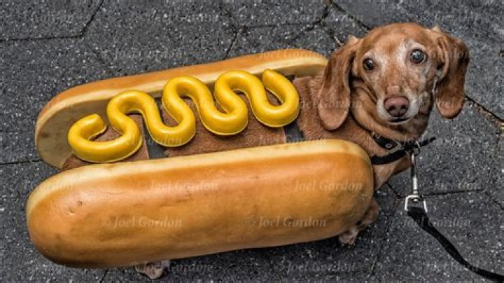 my boy Sausage dog, Golden retriever, Dogs