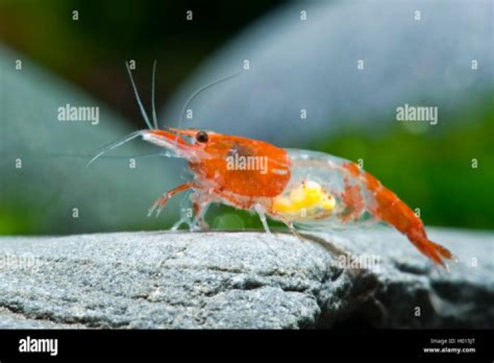 Neocaridina heteropoda 'rili' with eggs Shrimp, Aquarium fish