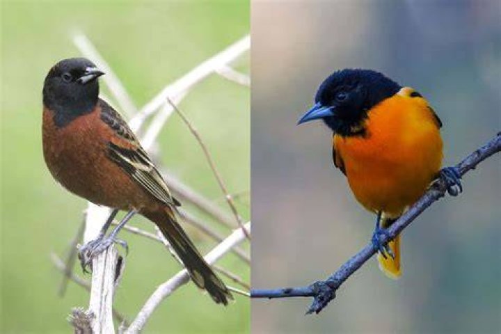 Orchard Oriole vs Baltimore Oriole How Do They Compare Birdwatching Buzz