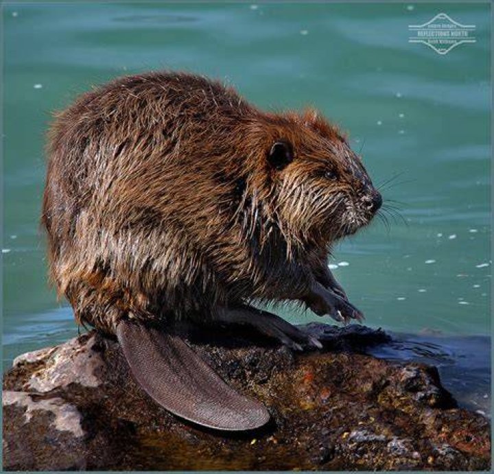 Oregon State Nickname the Beaver State INSTANT DIGITAL Etsy